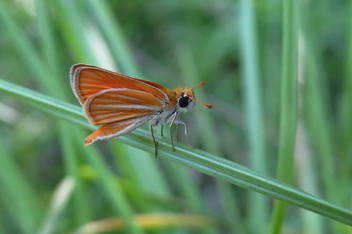 Southern Skipperling